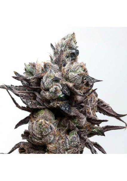 Runtz S1 Elev8 Seeds