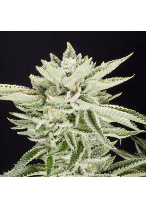 Sherbet 3 fem. Elev8 Seeds