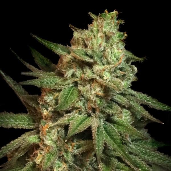 Snoop's Applefrizzle fem. Elev8 Seeds