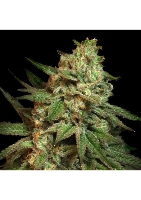 Snoop's Applefrizzle fem. Elev8 Seeds