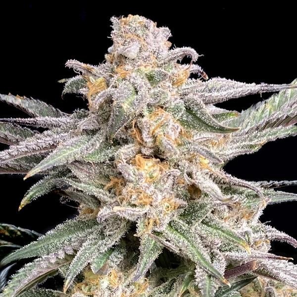 Snoop's Punch fem. Elev8 Seeds
