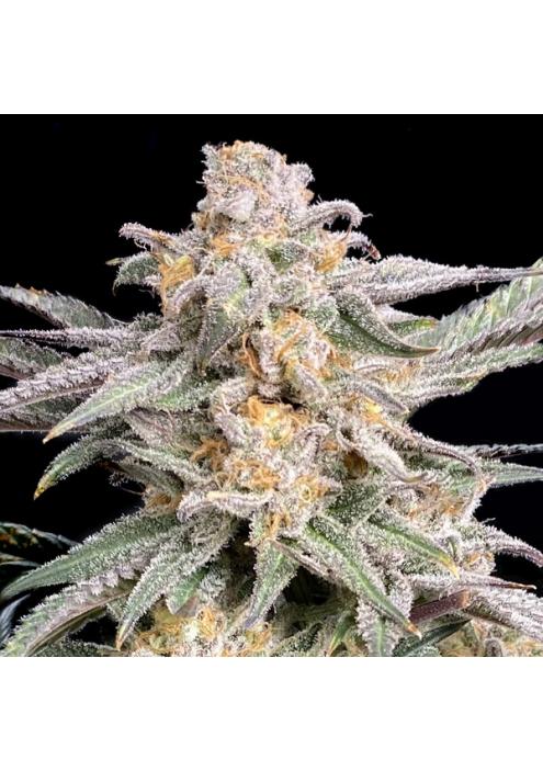 Snoop's Punch fem. Elev8 Seeds