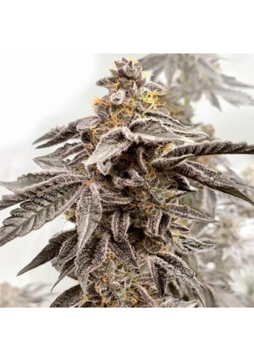 Sour Apple Kiss fem Elev8 Seeds