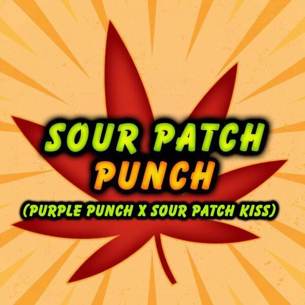Sour Patch Punch Elev8 Seeds