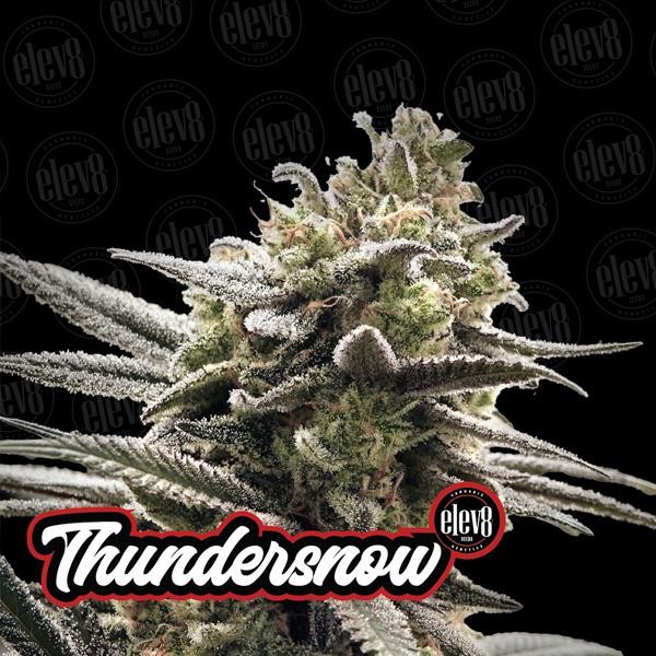 Variety Pack N1 - fem Elev8 Seeds