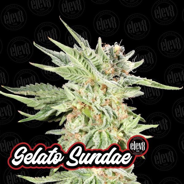 Variety Pack N1 - fem Elev8 Seeds