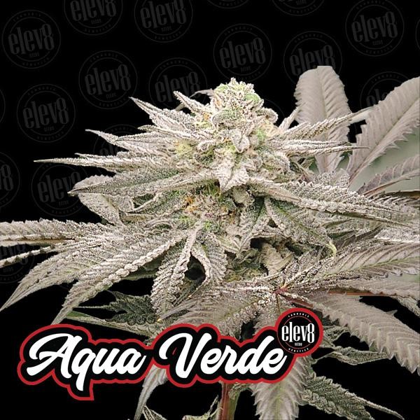 Variety Pack N1 Elev8 Seeds