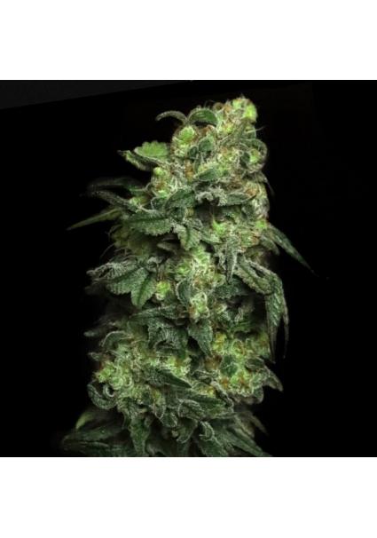 White Serpent Elev8 Seeds