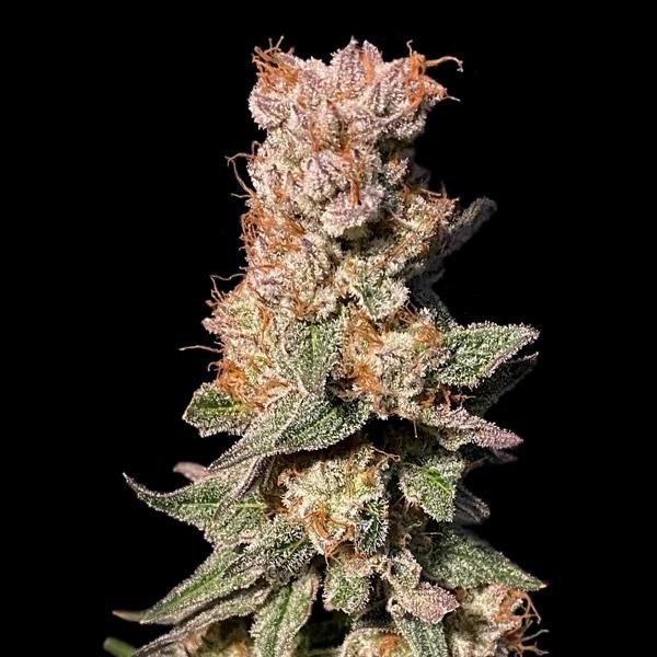 Xhale fem. Elev8 Seeds