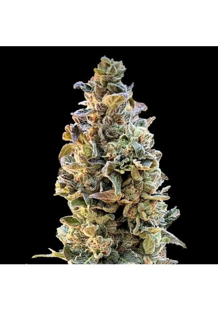 XTC OG 3 Elev8 Seeds