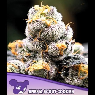 Anesia Scout Cookies fem Anesia