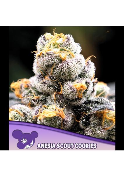Anesia Scout Cookies fem...