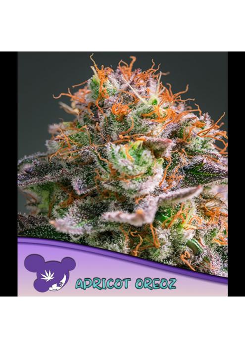 Apricot Oreoz fem Anesia