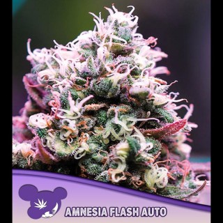 Auto Amnesia Flash fem Anesia