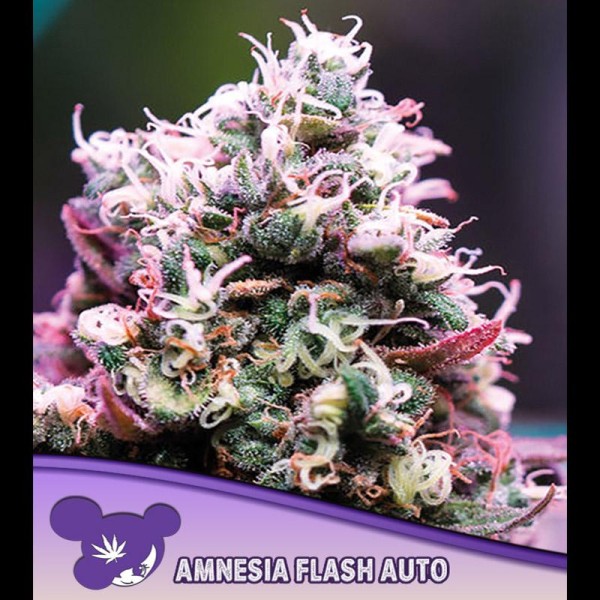 Auto Amnesia Flash fem Anesia