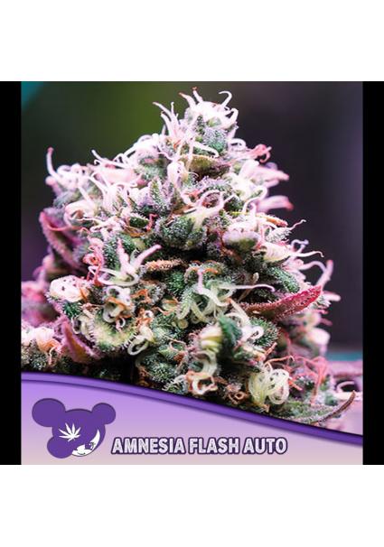 Auto Amnesia Flash fem Anesia