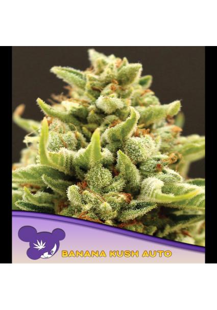 Auto Banana Kush fem. Anesia