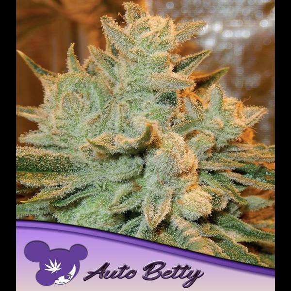 Auto Betty fem. Anesia