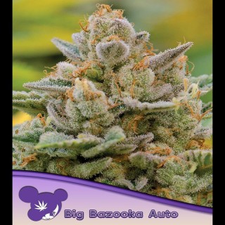 Auto Big Bazooka fem. Anesia