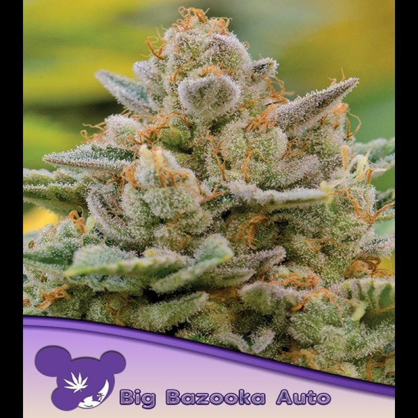 Auto Big Bazooka fem. Anesia