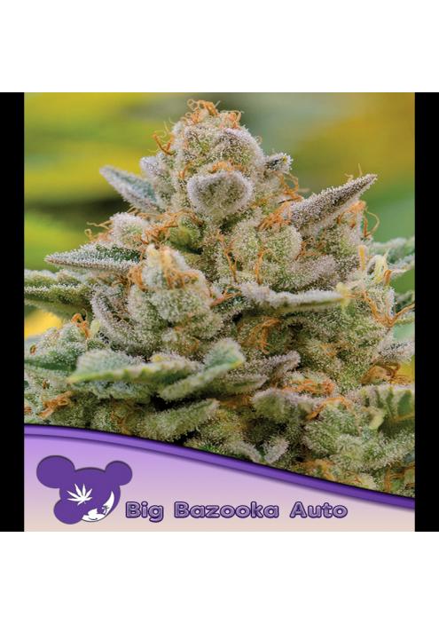Auto Big Bazooka fem. Anesia