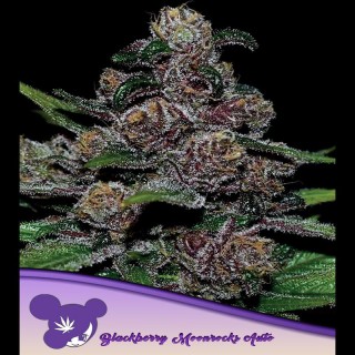 Auto Blackberry Moonrocks fem Anesia