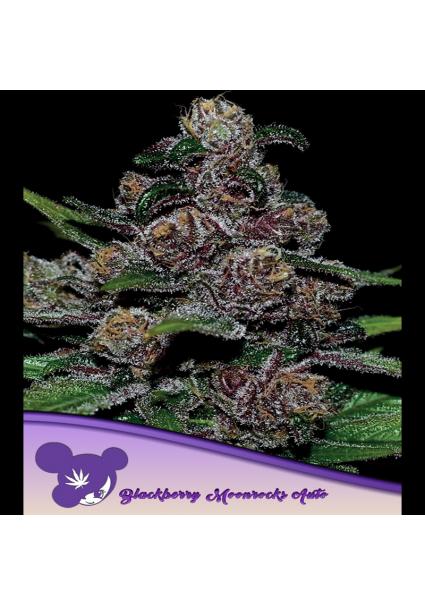 Auto Blackberry Moonrocks...