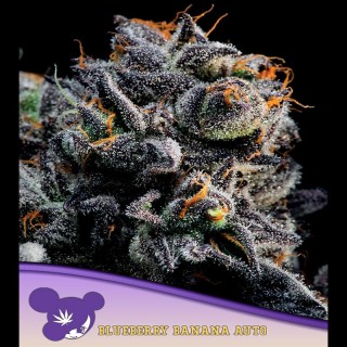 Auto Blueberry Banana fem. Anesia