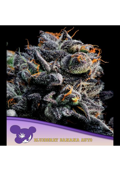 Auto Blueberry Banana fem. Anesia