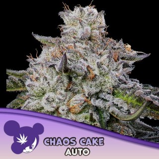 Auto Chaos Cake fem Anesia