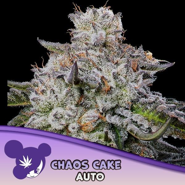 Auto Chaos Cake fem Anesia