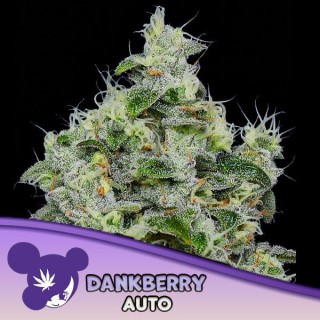 Auto Dankberry fem Anesia