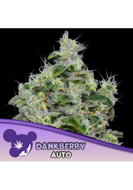 Auto Dankberry fem Anesia