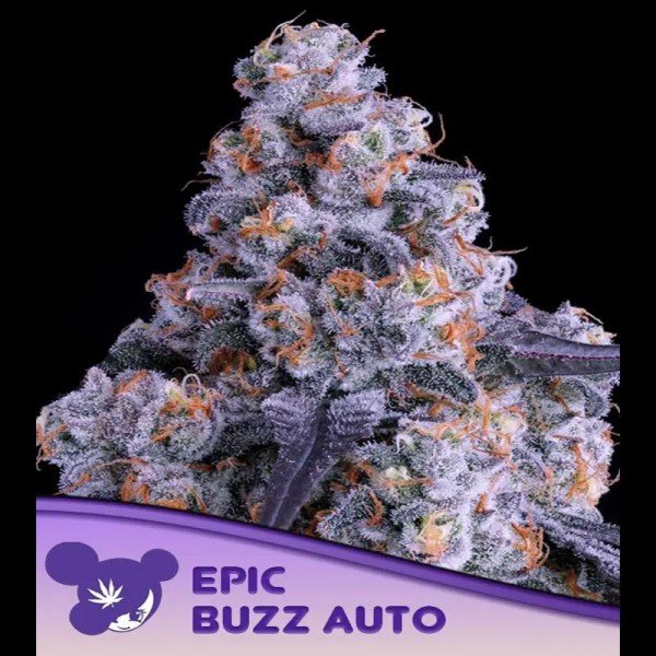 Auto Epic Buzz fem. Anesia