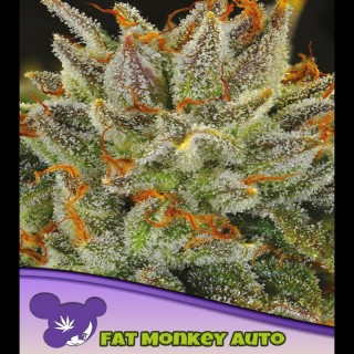 Auto FAT Monkey fem. Anesia