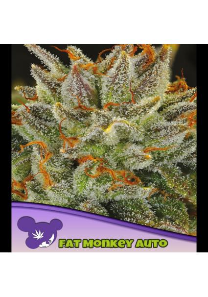 Auto FAT Monkey fem. Anesia