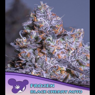 Auto Frozen Black Cherry fem. Anesia