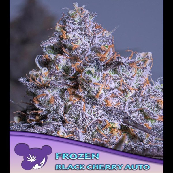 Auto Frozen Black Cherry fem. Anesia