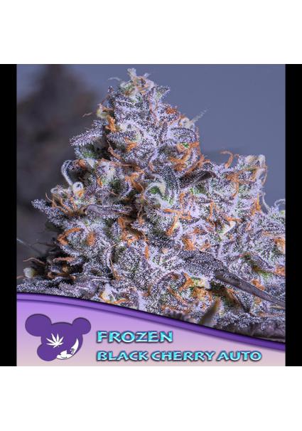 Auto Frozen Black Cherry...