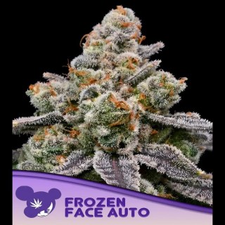Auto Frozen Face fem. Anesia