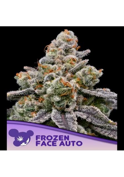 Auto Frozen Face fem. Anesia