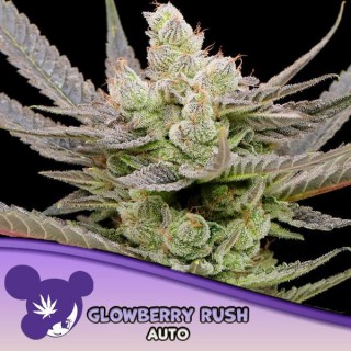 Auto Glowberry Rush fem Anesia