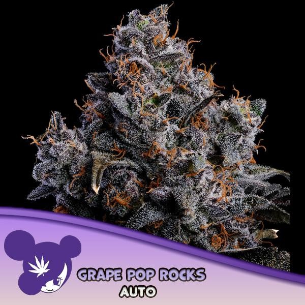 Auto Grape Pop Rocks fem Anesia