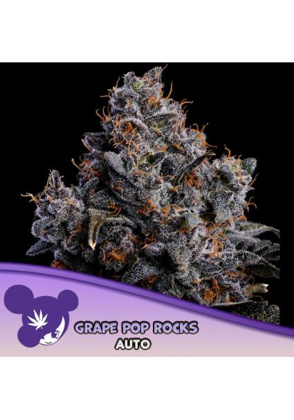 Auto Grape Pop Rocks fem...