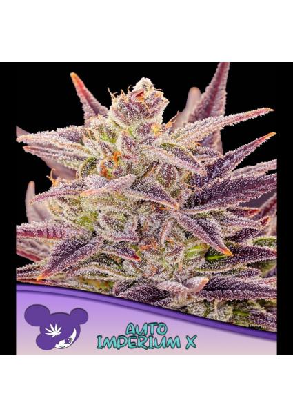 Auto Imperium X  fem. Anesia