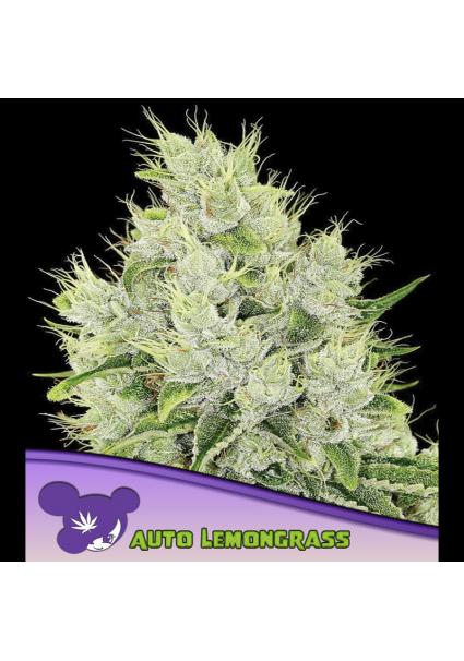 Auto Lemongrass fem. Anesia