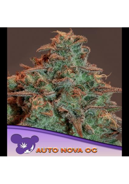 Auto Nova OG fem. Anesia