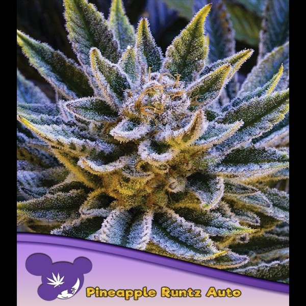Auto Pineapple Runtz fem. Anesia