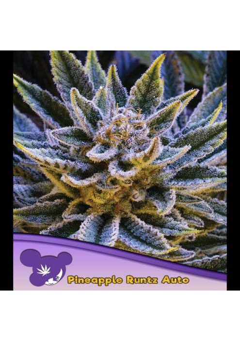 Auto Pineapple Runtz fem. Anesia