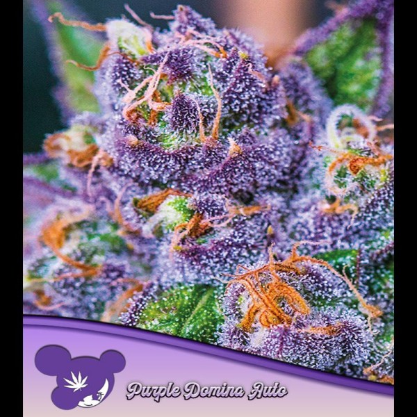 Auto Purple Domina fem Anesia